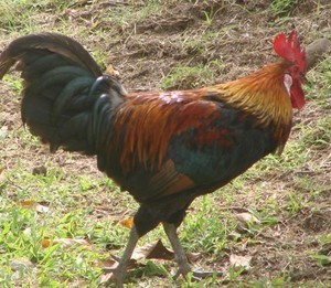 Even the wild chooks are beautiful © BW Media